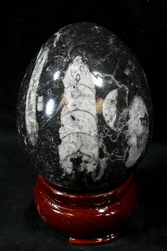 Polished Fossil Orthoceras (Cephalopod) Egg #23750